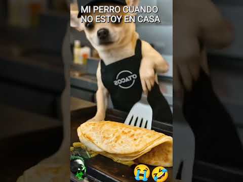 Mi perro cuando no estoy en casa 😂🏠😭 #IA #IAParaTodos #IAANIMAL #viseoviral
