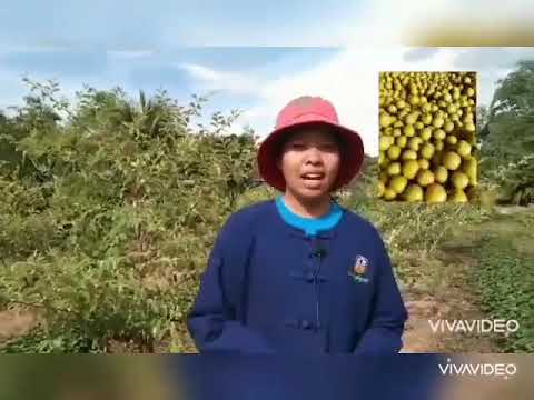 เกษตรทฤษฎีใหม่ เกษตรทฤษฎีใหม่