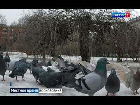 Городские власти хотят сократить численность ворон и голубей