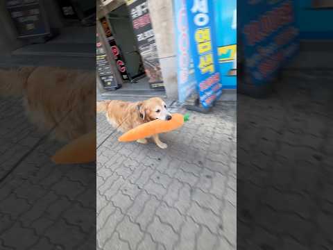 당근 인형 물고 당근 거래 나왔냐개ㅋㅋㅋㅋ 🥕🐶