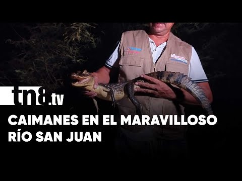 Su paseo inolvidable por Río San Juan lo llevará a ver y a capturar caimanes - Nicaragua