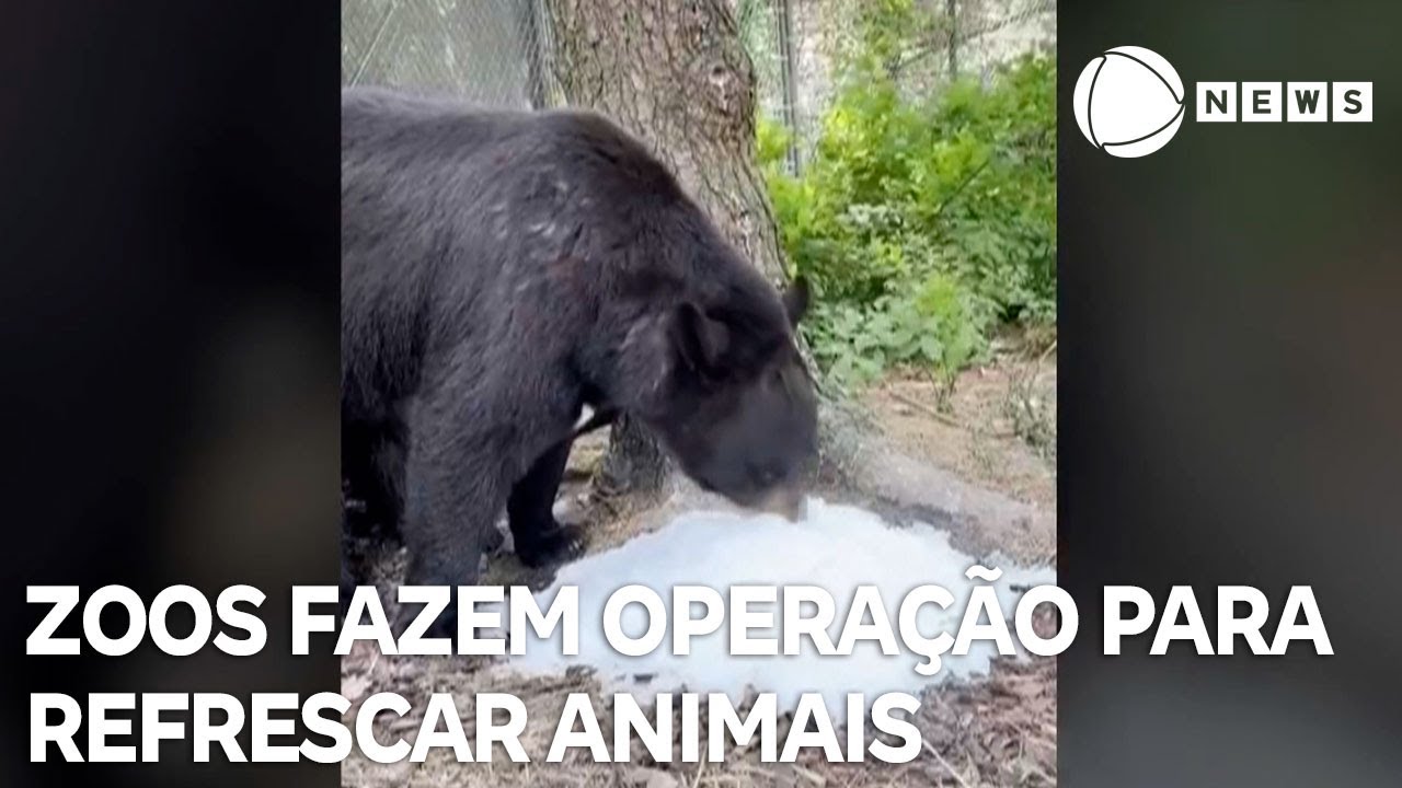 Zoológicos começam operação para refrescar animais