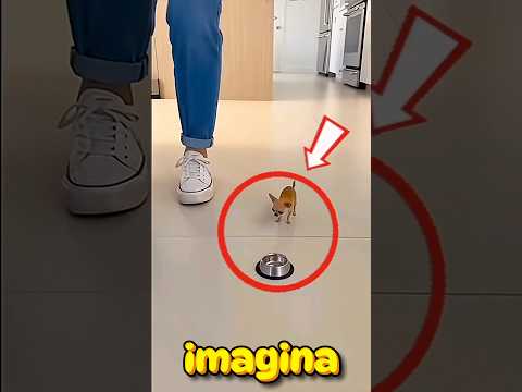 IMAGINA que es HORA de DARLE COMIDA a tu PERRITO, Cuál de estas le DARÍAS a ÉL? 🍖🐶😍