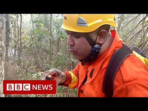 Brazil’s Amazon: Fireman ‘saving what’s not burnt’ – BBC News