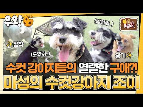 [#동물농장] 🐶마성의 수컷 조이를 사이에 둔 동네 '수컷 강아지'들의 쟁탈전?!💥 #우와비