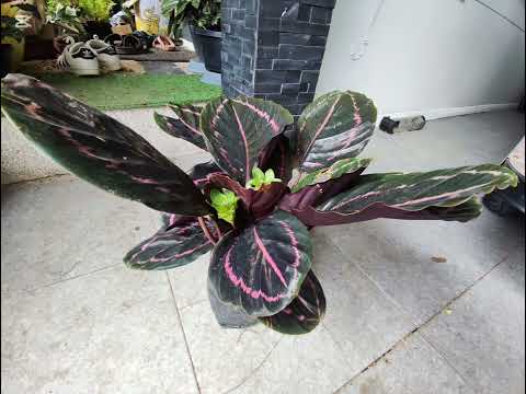 Calathearoseopicta (Linden)R