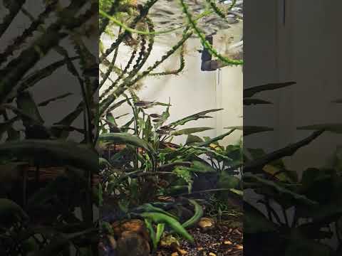 Corydoras pygmaeus Hummingbirds of the Aquarium #c 