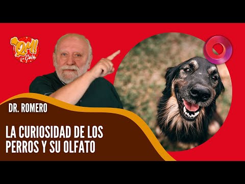 #QuéMañana: El súper olfato de los perros