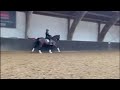 Dressage horse Super lief Z Dressuur Paard Te Koop!
