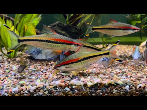 Dog-Piling (or Fish-Piling) on Algae Wafers ! Watch in “higher picture quality” 720p60 or 1080p60 ! 
240 gallon aquarium with : 
-19 roseline 