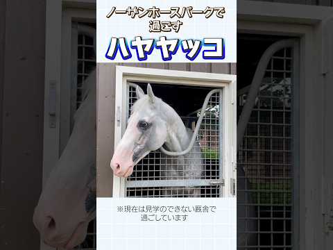ハヤヤッコの最新映像をお届け！ in ノーザンホースパーク #shorts #競馬 #horse #ハヤヤッコ #豆腐 #冷奴