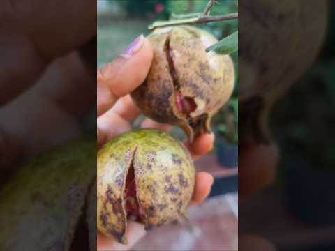 जब आपको लगे कोई भी #farming #gardening #harvest #houseplants #ytshort