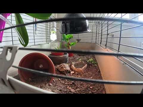 Görögteknős élőben!