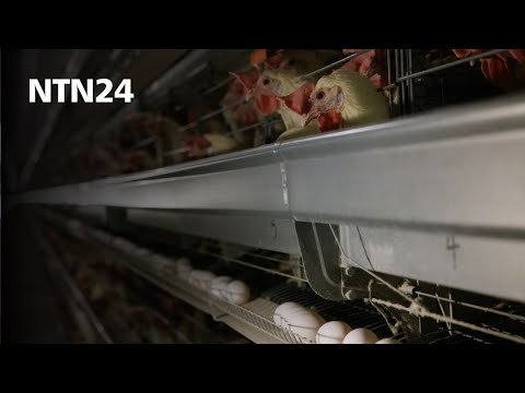 Mayor productor de huevos frescos en EE. UU. detectó un brote de gripe aviar en su planta de Texas