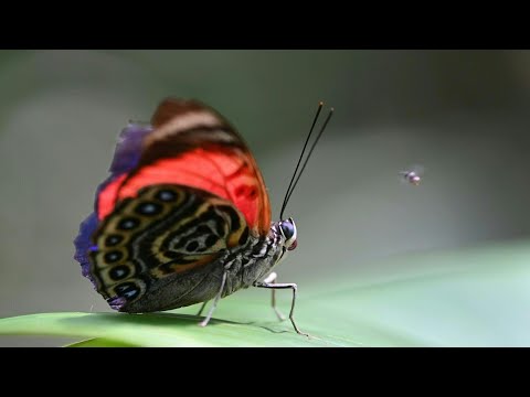 Mariposas, joyas aladas que permiten medir el cambio climático en Ecuador | AFP