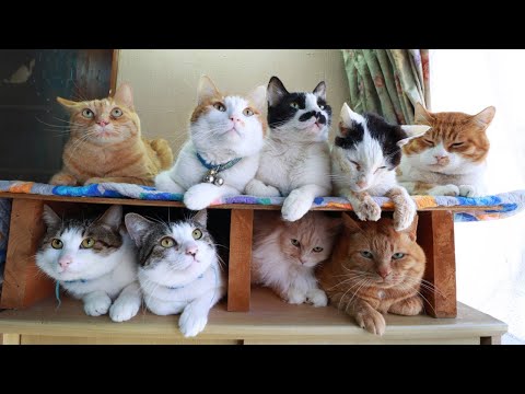 猫の動画サムネイル - 9匹の猫　250516