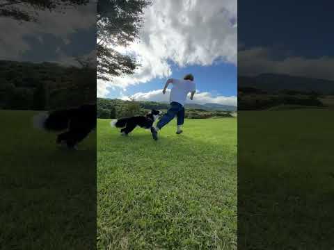 牧羊犬と５０ｍ走競争したら最後がヤバかった…！ #大型犬 #しろくろコリー #犬のいる生活 #大型犬のいる生活 #可愛い #ボーダーコリー #ボーダーコリーのまろ #犬 #チワワ