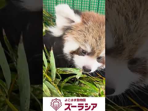 【ズーラシア公式】レッサーパンダの赤ちゃん(人工哺育個体) 9月19日(86日齢)～9月24日(91日齢)の様子　#shorts