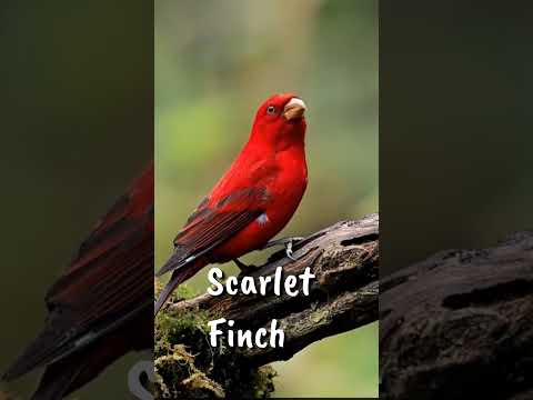 Red birds in the world!