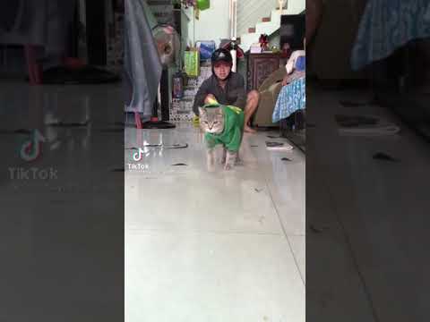 Để kao ngã giả trân cho chúng mày xem, cho vừa lòng mấy con sen nhé