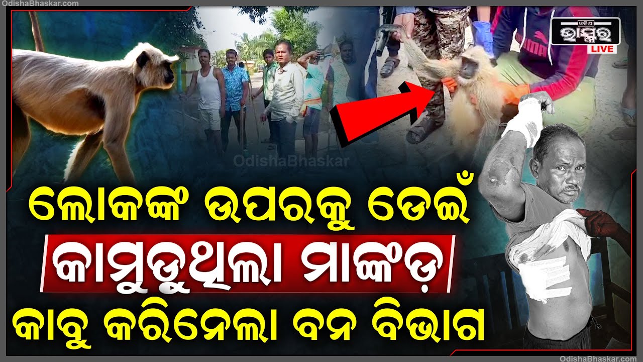 ଗୋଡେଇ ଗୋଡେଇ ଲୋକଙ୍କୁ କାମୁଡି ଗୋଡ ହାତ ଓ ପିଠିରୁ ଟାଣି ନେଉଥିଲା ପୁଳାପୁଳା ମାଂସ,ପାଗଳମାଙ୍କଡକୁ କାବୁ କଲା ବନବିଭାଗ