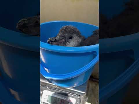猫の動画サムネイル - 4/15ふ化🐣フンボルトペンギン生後44日目