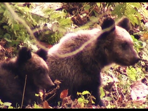 【北海道初のヒグマ緊急銃猟】通報からクマ駆除まで2時間余り＆周知徹底の難しさ＿前日には現場に近づきすぎた