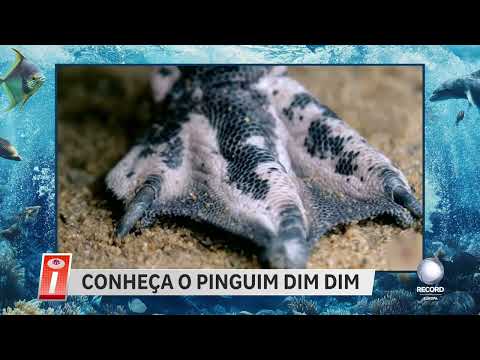 'Oceano insólito' com os Pinguins de Magalhães