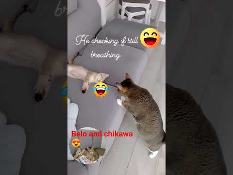 Belo and chikawa 😍 #cat #memes #cute #funny #music #catvideos #kitten #catvideos  #catlovers