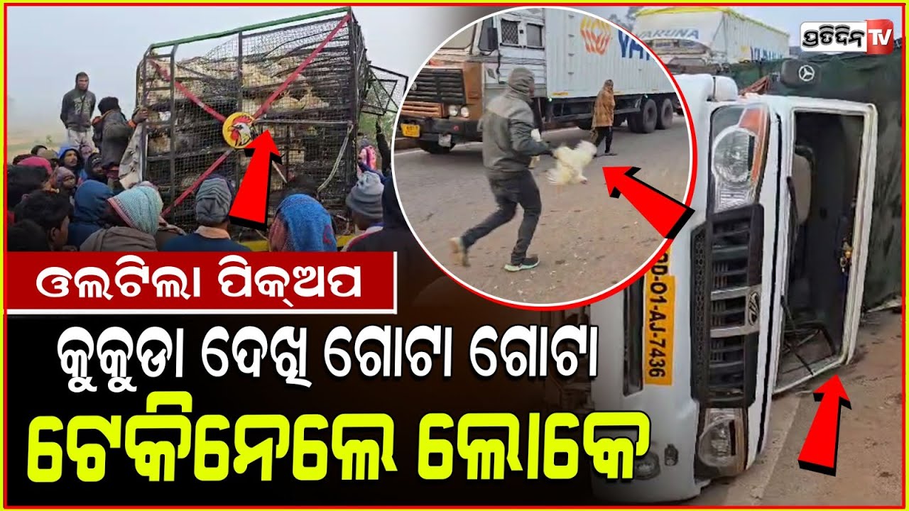 ଆଜି ଚିକେନ ଝୋଳ ଟେ ହେବ, ଦୁଇ ହାତରେ କୁକୁଡ଼ା ଗୋଟା ଗୋଟା ବୋହିନେଲେ ଲୋକ ! Chicken van overturns, keonjhar.