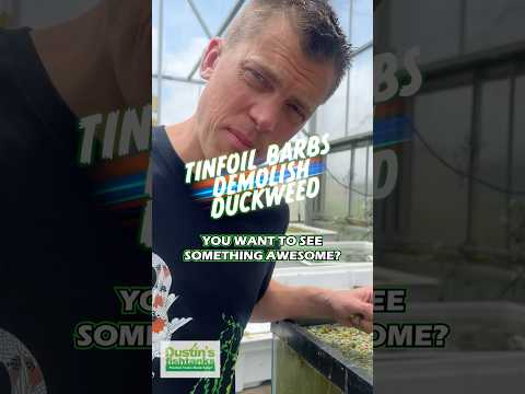 Tinfoil Barbs and Tilapia Demolishing Duckweed Tinfoil Barbs and Tilapia eat the heck out of Duckweed and Algae! We add Red Root Floaters to this t