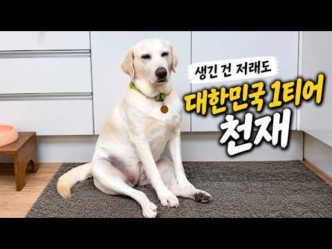 5만 원에 데려왔는데 너무 똑똑해서 가정부가 된 리트리버