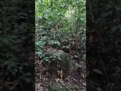 Menuruni lurah ke. spot. mancing di.jeram berbatu