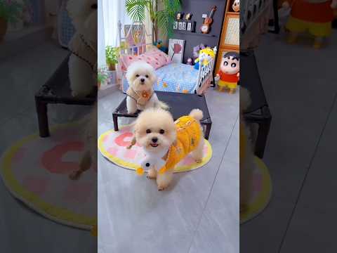 Cute dog. #shortsshorts #viralshort #viralvideo #funydog1010 #poodle #usadogs #cutepuppy #funny #dog