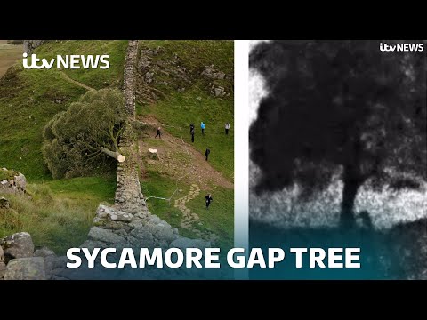 Sycamore Gap: How a tip off and an abandoned phone helped police crack the case | ITV News