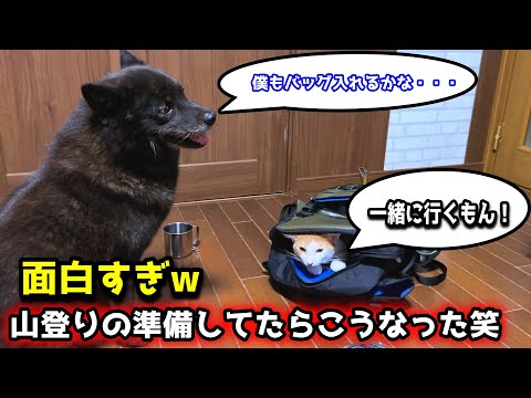 【爆笑】甲斐犬と山登りの準備してたらこうなったw