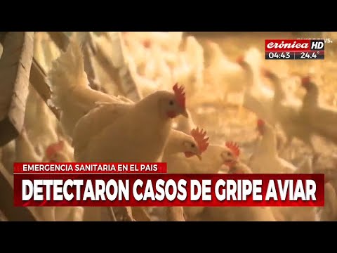 Emergencia sanitaria por casos de gripe aviar en el norte del país