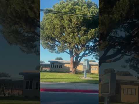 Walt Disney elementary school