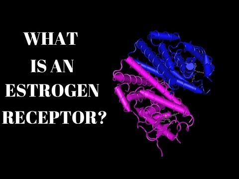 What Is An Estrogen Receptor