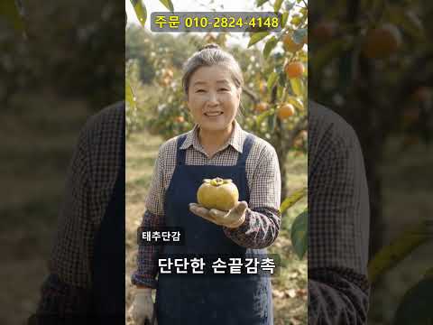 <strong>태추단감</strong> 가위로 하나씩 정성껏, 아삭함이 살아있는 첫 수확