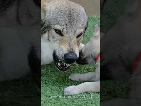 Fierce Wolf Dad Still Shares <strong>His</strong> Food With <strong>His</strong> Pup! 🐺🍖 #wolf #wolfdog #<strong>shorts</strong>