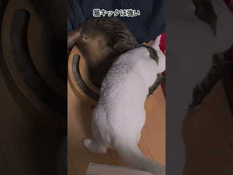 猫キックは強い