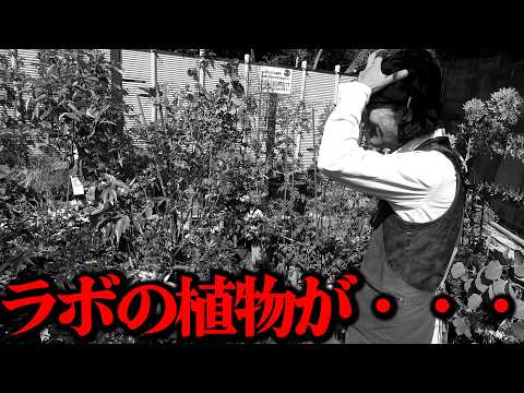 ほぼ無農薬、無肥料で育てた結果・・・【カーメン君】【園芸】【ガーデニング】