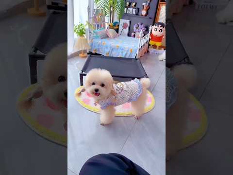 Cute dog. #shortsshorts #viralshort #viralvideo #funydog1010 #poodle #usadogs #cutepuppy #funny #dog