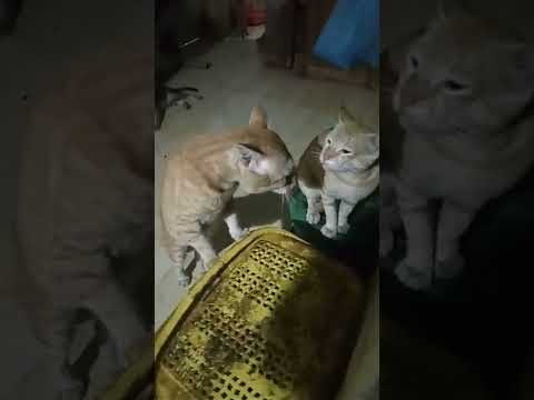 angry cat fight sound#cat #shorts #billie #animals