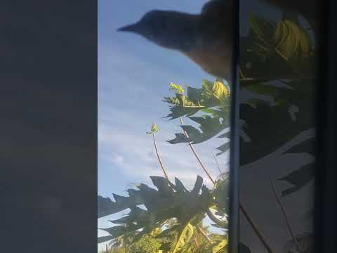 EL PAJARITO QUE ME DISPIERTA TODAS LAS MAÑANAS