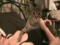 女性の胸を守る猫