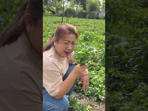 เก็บผักค่ะ😊🌱🌱🌱