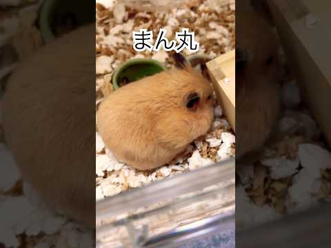 だんだん寒くなって来たなぁ#shots #hamster #好きな子猫 #モフ猫 #ハムスター #子ネコ #cat #癒し #キンクマ #ロボロフスキーハムスター #ハチワレ #かわいい 、