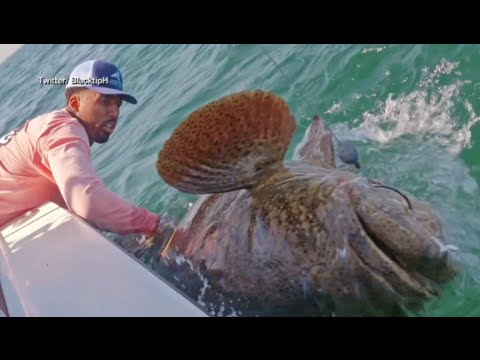 Wilson Chandler Reels in a 350-Pound Grouper | ABC News